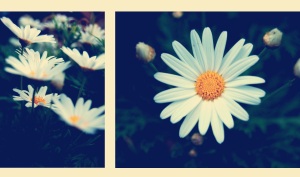daisies1
